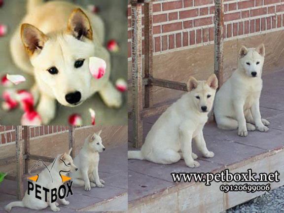 توله های نژاد خاص چاوسکی