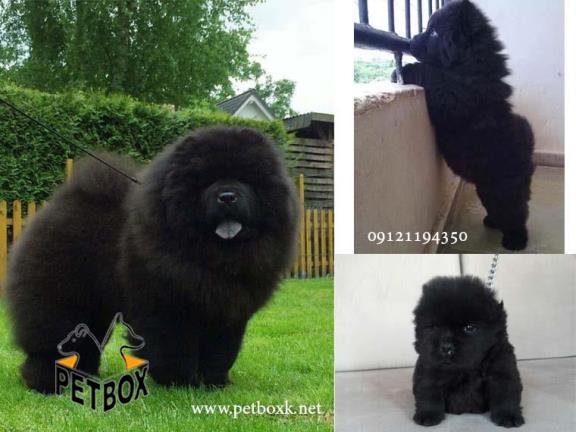 توله چاوچاو رنگ خاص مشکی