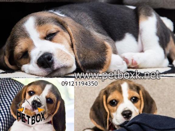 توله ی خاص بیگل