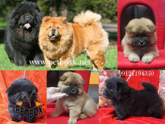 سگ چاوچاو تپلی مشکی و پرتقالی