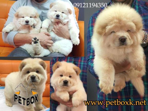 توله های خِپِلِ سگ چاوچاو