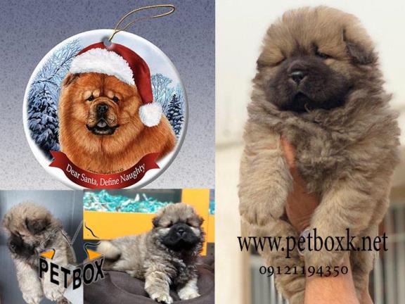 سگ چاوچاو وارداتی پرتقالی