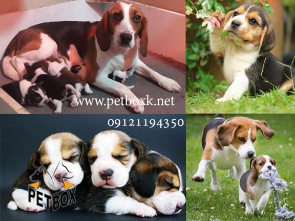 فروش و پیش فروش توله های بیگل دوست داشتنی 