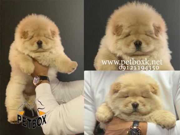 توله چاوچاو وارداتی چمپیون 