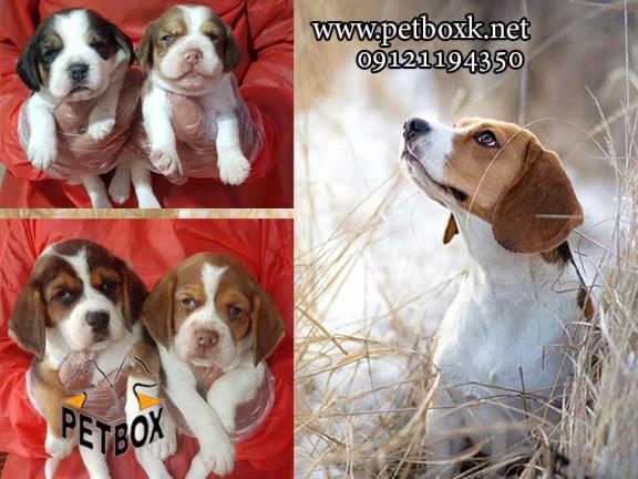 توله‌های بیگل زیبا و بازیگوش  - فروش سگ بیگل