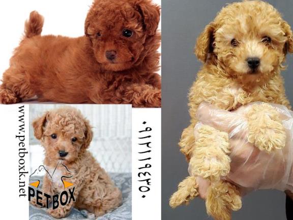 توله پودل عروسکی فرفری