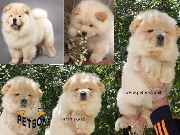 فروش توله چاوچاو