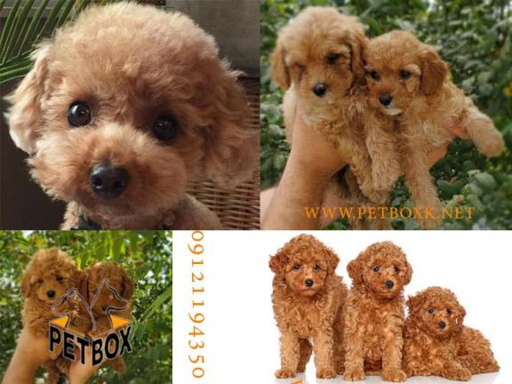 توله های پودل عروسکی 