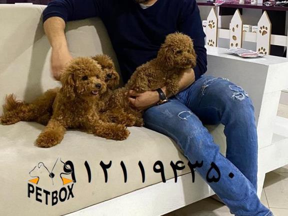 فروش توله ی پودل 