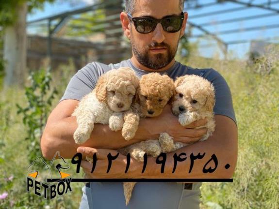 فروش توله ی پودل عروسکی 