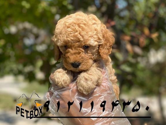 فروش توله های عروسکی پودل 