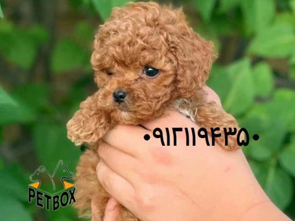 فروش  سگ آپارتمانی پودل سایز عروسکی 