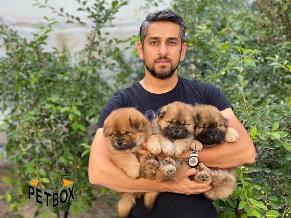 فروش توله های با نمک چاوچاو