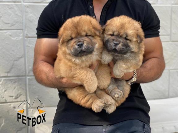 فروش توله های کیفیت عالی چاو چاو