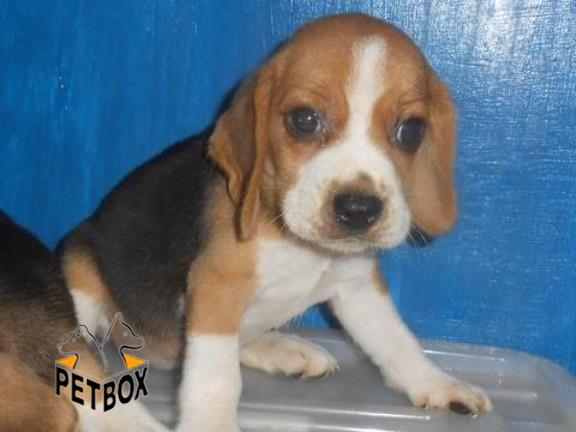 فروش سگ های اپارتمانی بیگل  - فروش سگ بیگل
