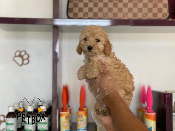 فروش توله ی وارداتی پودل سایز عروسکی 