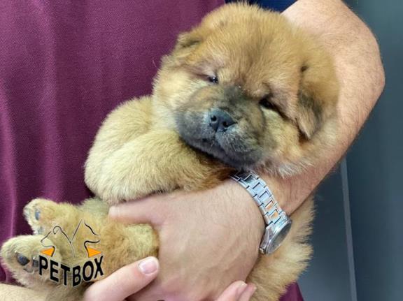 فروش توله ها ی صورت چروک چاوچاو