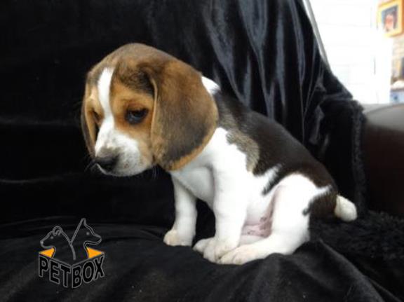 فروش توله های بازیگوش بیگل  - فروش سگ بیگل