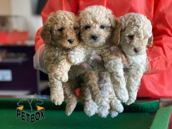 فروش توله های باهوش پودل 