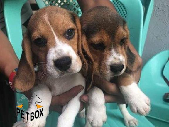 فروش توله ی آپارتمانی بیگل  - فروش سگ بیگل