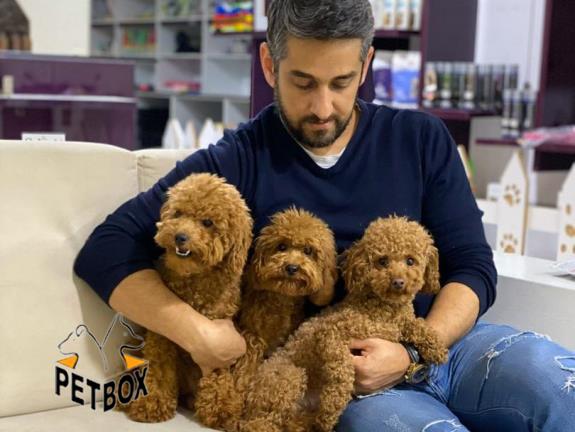 فروش توله ی پودل سایز ریز 