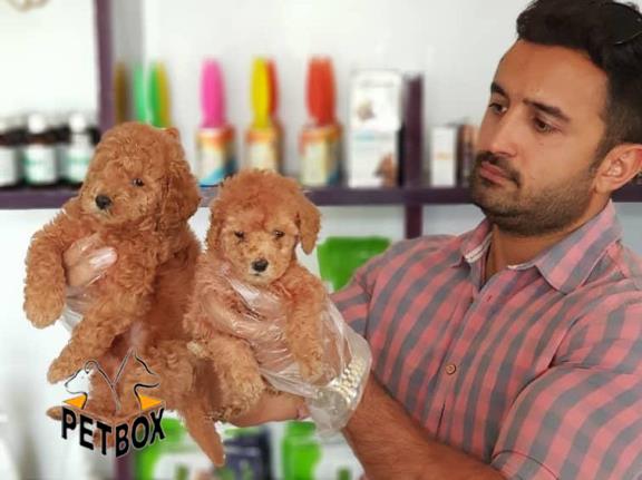 فروش سگ وارداتی پودل 