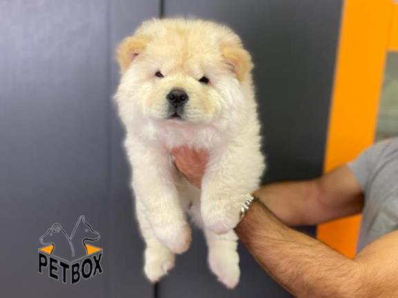 فروش توله ی چاچاو