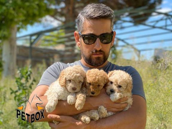 فروش توله ی پودل سایز ریز 