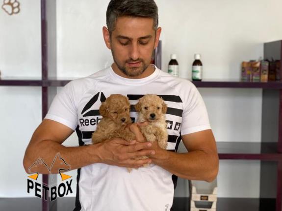 فروش توله ی پودل سایز ریز 