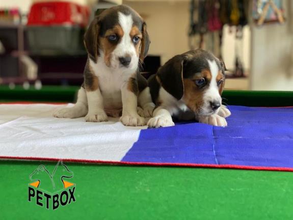 فروش توله های اپارتمانی بیگل  - فروش سگ بیگل