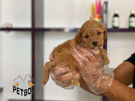 فروش توله ی پودل سایز ریز 