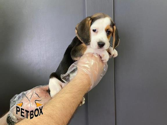 فروش توله ی بیگل  - فروش سگ بیگل