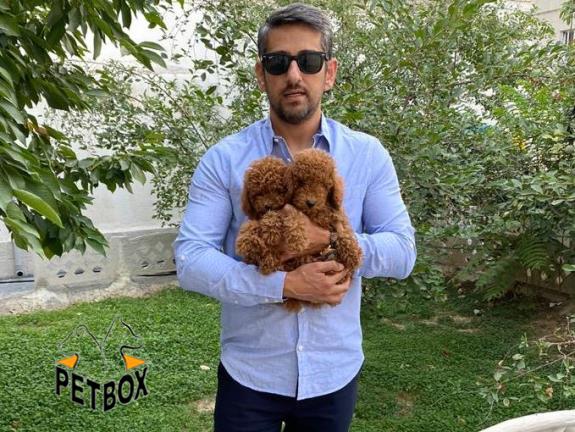 فروش توله ی پودل سایز ریز  وارداتی رنگ رد 