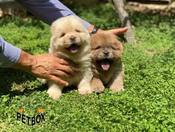 فروش توله ی چاوچاو صورت چروک 