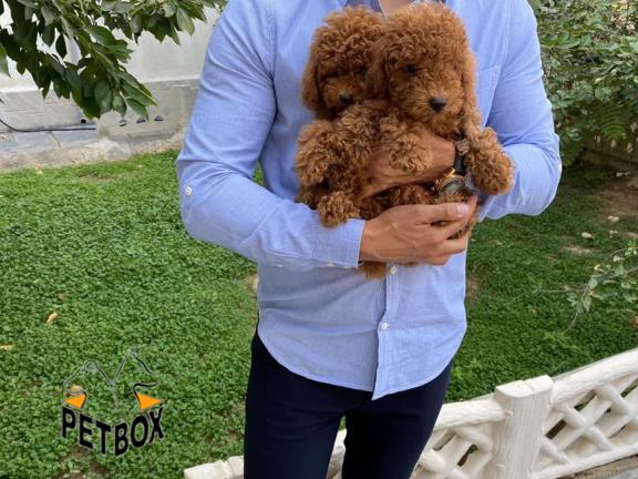 فروش توله ی پودل سایز ریز رنگ رد 