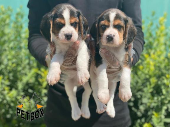 فروش سگ بیگل با رنگبندی عالی  - فروش سگ بیگل