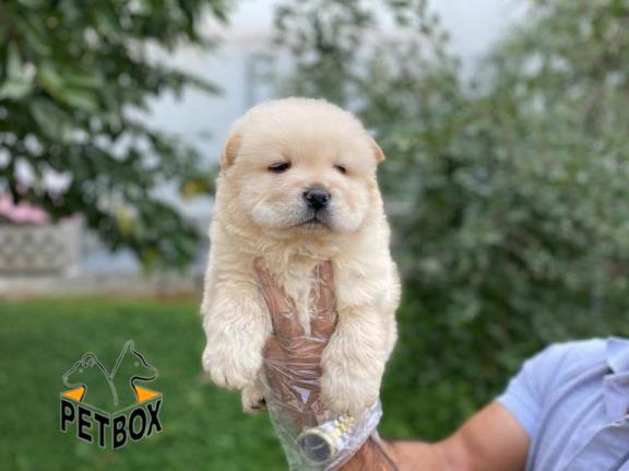 فروش چاوچاو صورت چروک