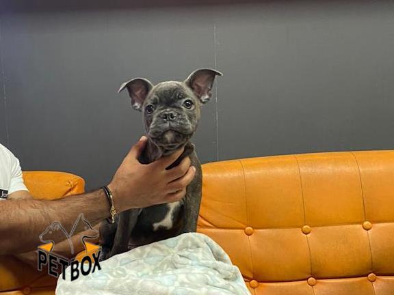 فروش توله ی فرنچ بولداگ 