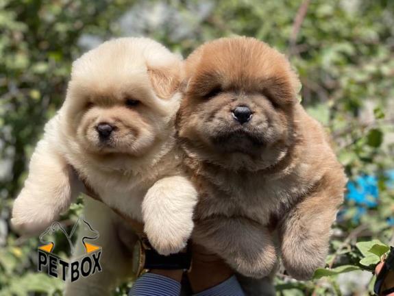 فروش توله های چاوچاو صورت چروک 