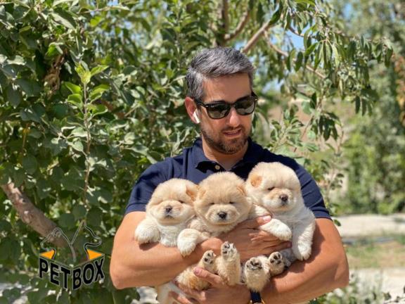 فروش توله های چاوچاو صورت چروک  