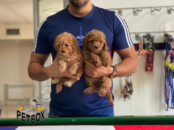 فروش توله ی پودل سایز ریز 