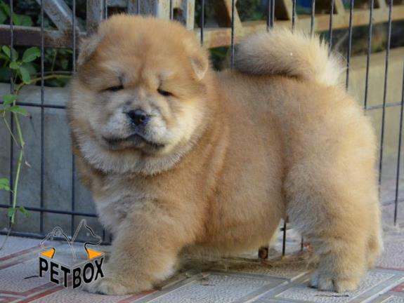 فروش توله های چاوچاو مولد مقام دار در روسیه 