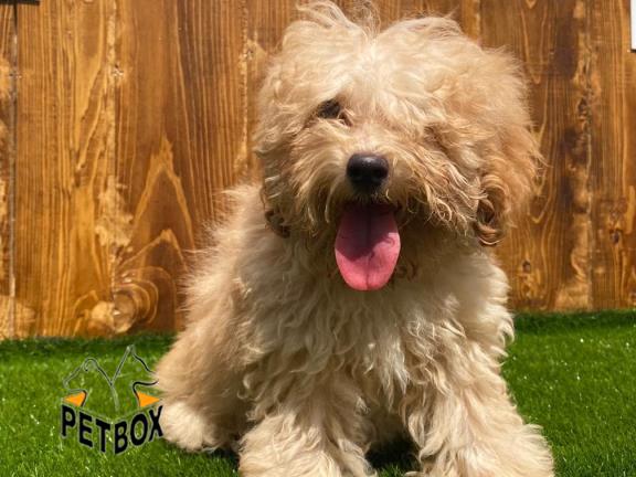 فروش توله ی پودل سایز ریز  توی پودل وارداتی 