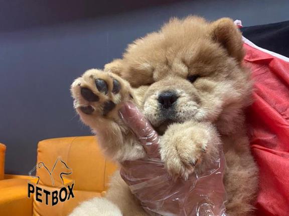 فروش توله ی چاوچاو با کیفیت فوق العاده وارداتی از روسیه 