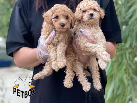 فروش پودل وارداتی 