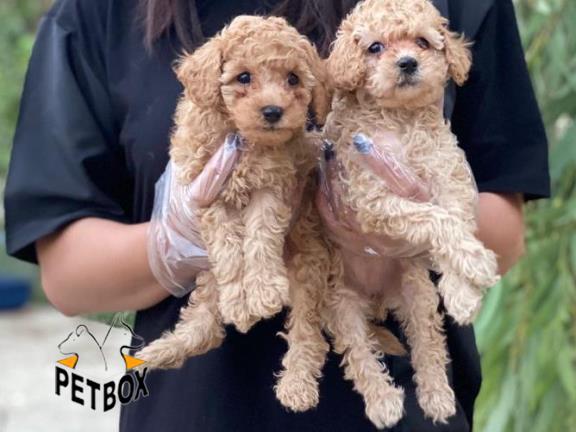 فروش پودل وارداتی 