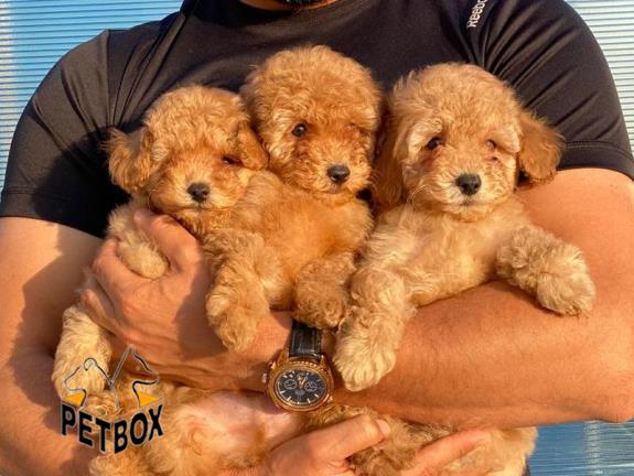 فروش توله ی پودل سایز ریز  توی پودل وارداتی 