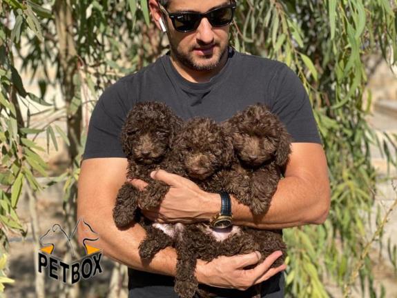 فروش توله های پودل وارداتی