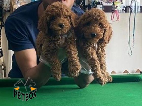 فروش توله ی پودل سایز ریز 