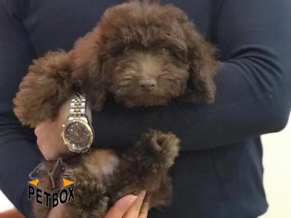 فروش توله ی توی  پودل 